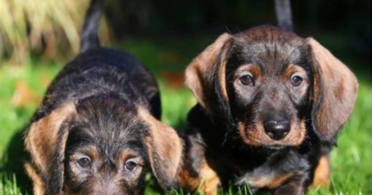 2026 Dachshund Grooming Playbook the Complete Age by Age