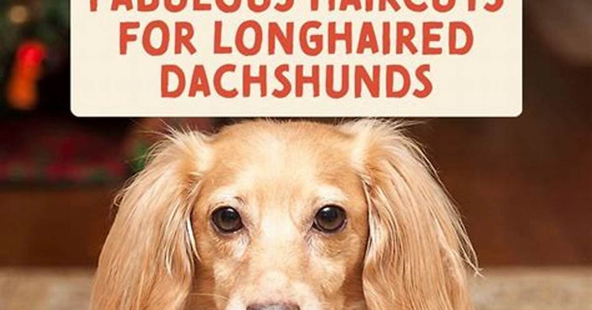 5 Trending Haircuts for Long Haired Dachshunds You Need to See