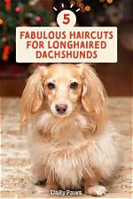 5 Trending Haircuts for Long-Haired Dachshunds You Need to See This Season