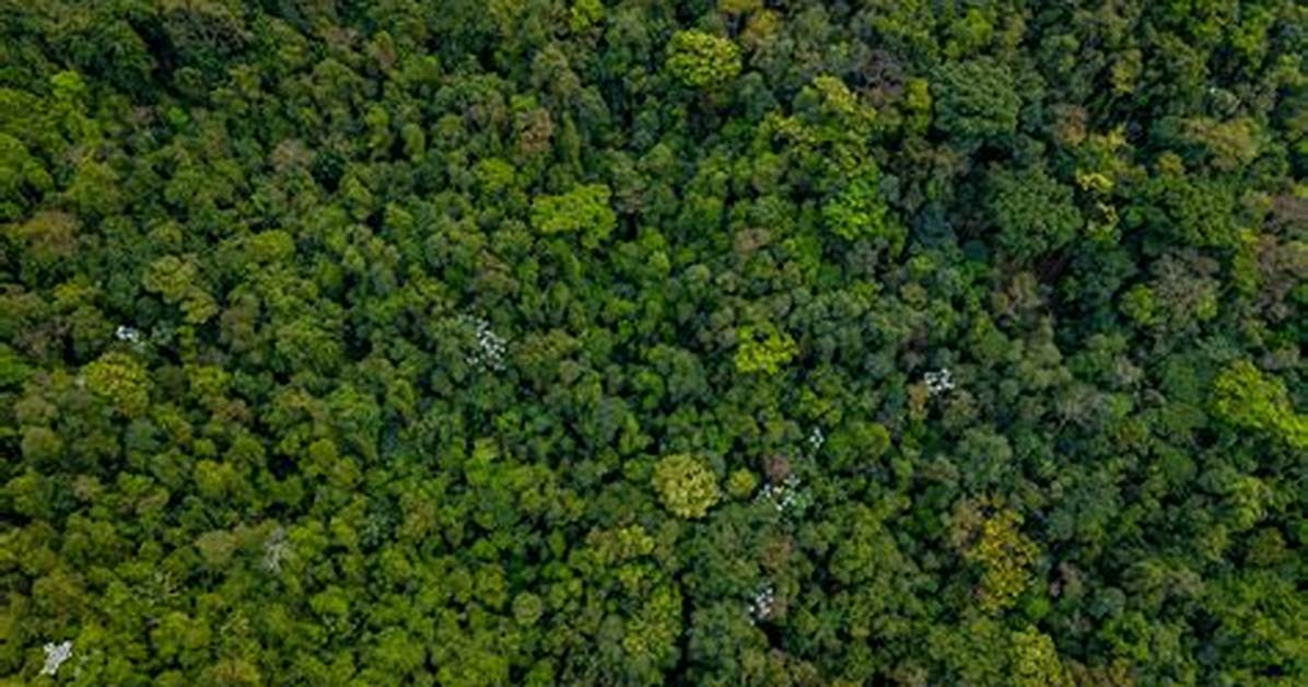 Aerial Views and Canopy Challenges a Visual Tour Across Geronimo