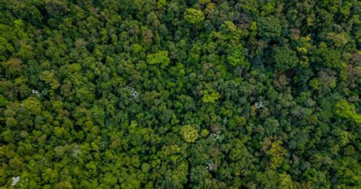 Aerial Views and Canopy Challenges A