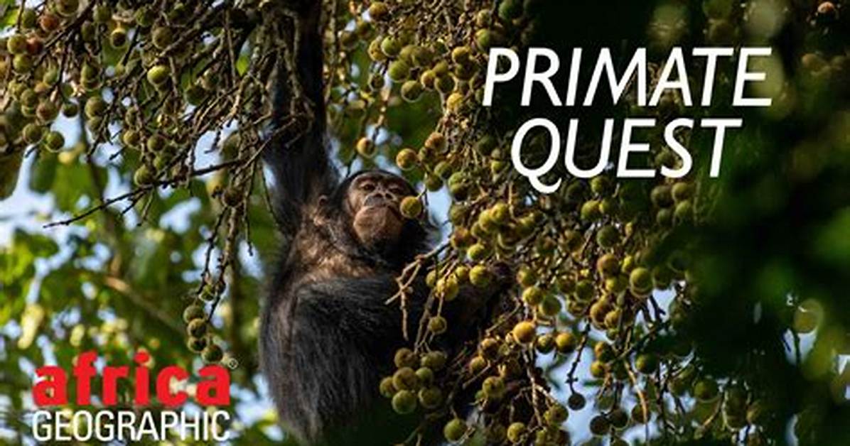 African Primate Research Timeline from Remote Drc Sighting to Official