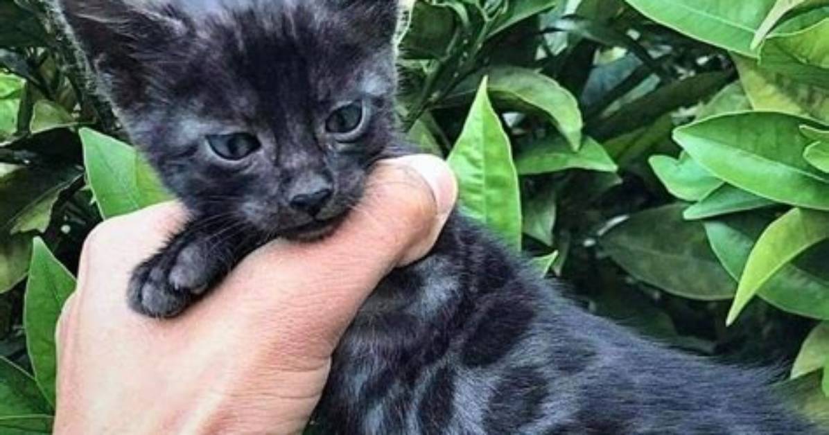 Are Black Bengal Kittens Real the Genetic Truth Behind The
