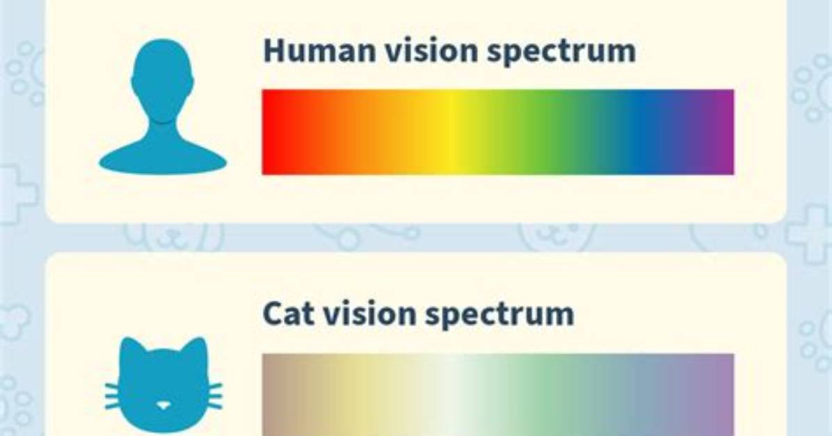 Are Cats Really Colorblind Veterinarians Debunk Common Feline