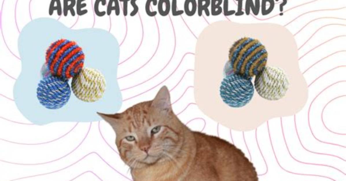 Are Cats Really Colorblind Veterinarians Debunk