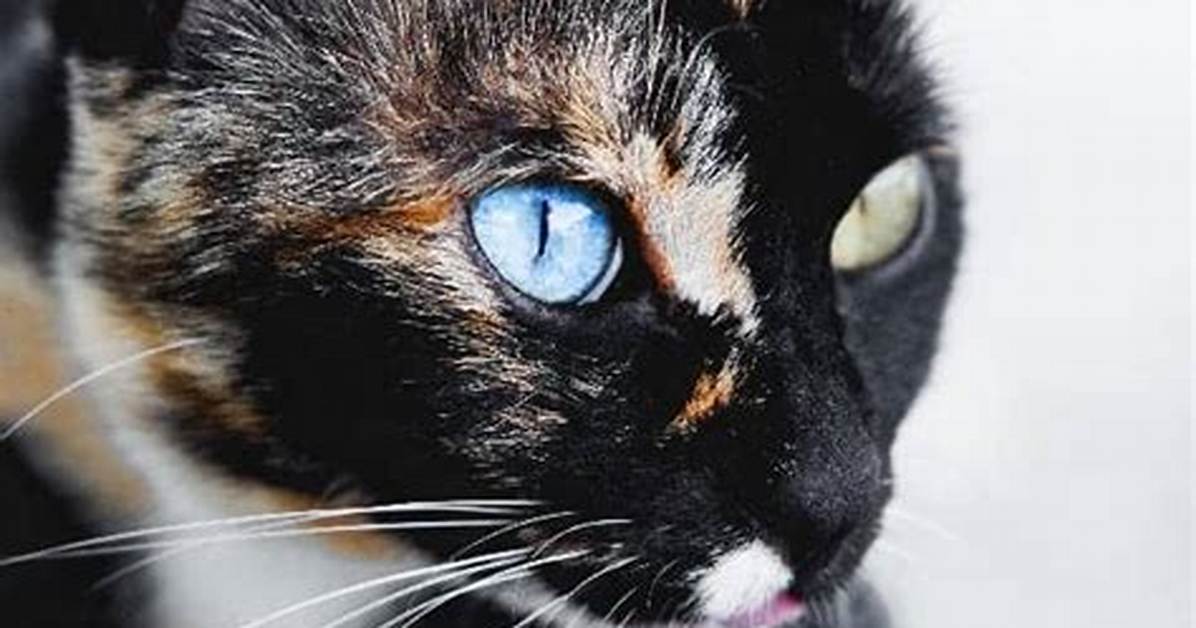 Are Cats Really Colorblind