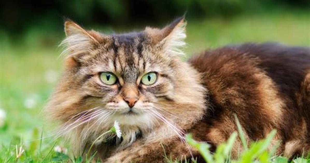 Are Cats