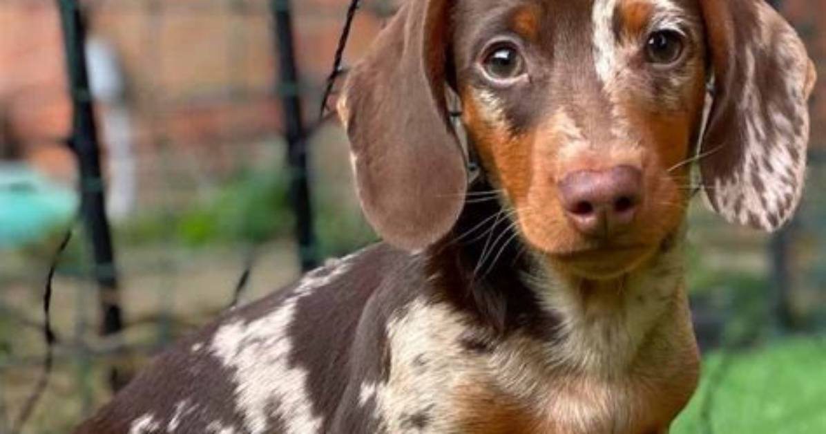 Are Chocolate Dapple Dachshunds Healthy the Science Behind The