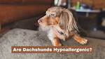 Are Dachshunds Hypoallergenic? Fact-Checking Shedding and Allergy Claims