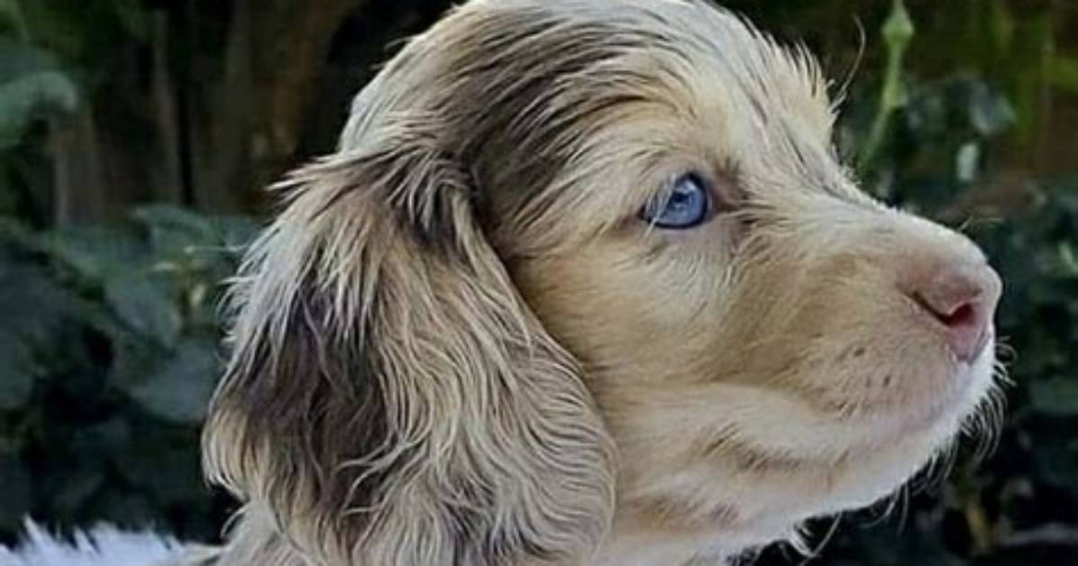Are Merle Fluffy Dachshunds Purebred Breed Standards Vs
