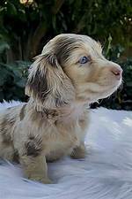 Are Merle Fluffy Dachshunds Purebred? Breed Standards vs Designer Trends