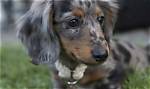 Are Mini Long-Haired Dachshunds Actually Harder to Care for? Fact-Checking Health, Temperament, and Care Myths