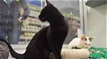 Are Petsmart Kitty Condos Safe? Fact-Checking Vaccine Rules and Staff Ratios