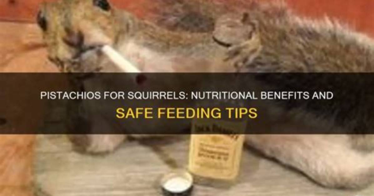 Are Pistachios Safe for Squirrels Vet Backed Facts vs Backyard