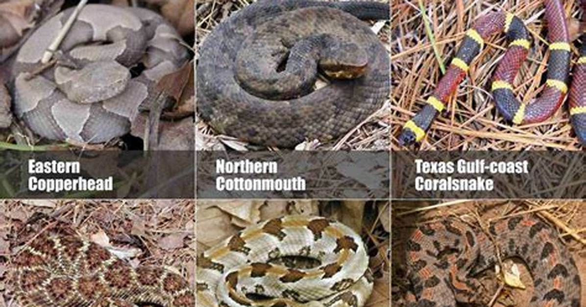 Arkansas Snake Season Alert What Every Gulley Park Dog Owner