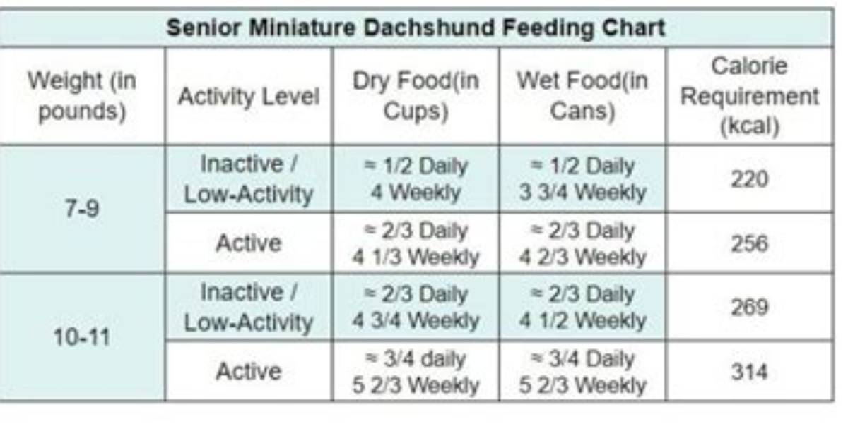 Average Weight for Miniature Dachshunds Complete Diet And