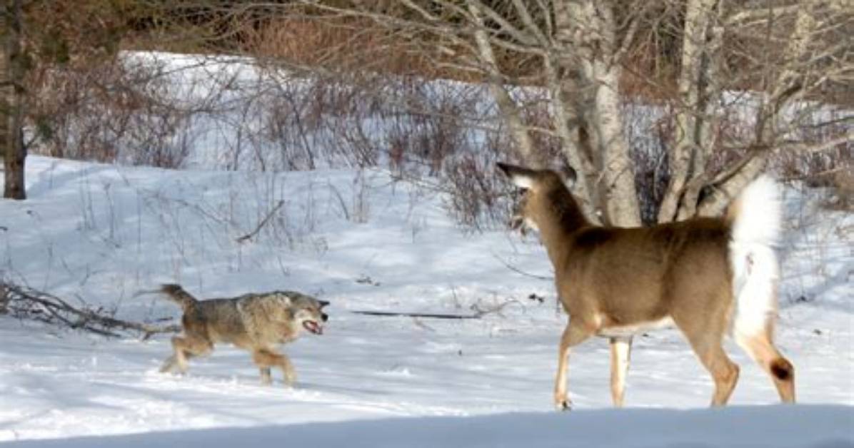 Buck Doe or Coyote the Fact Check Guide to Identifying Backyard Winter