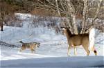 Buck, Doe, or Coyote? the Fact-Check Guide to Identifying Backyard Winter Snow Tracks