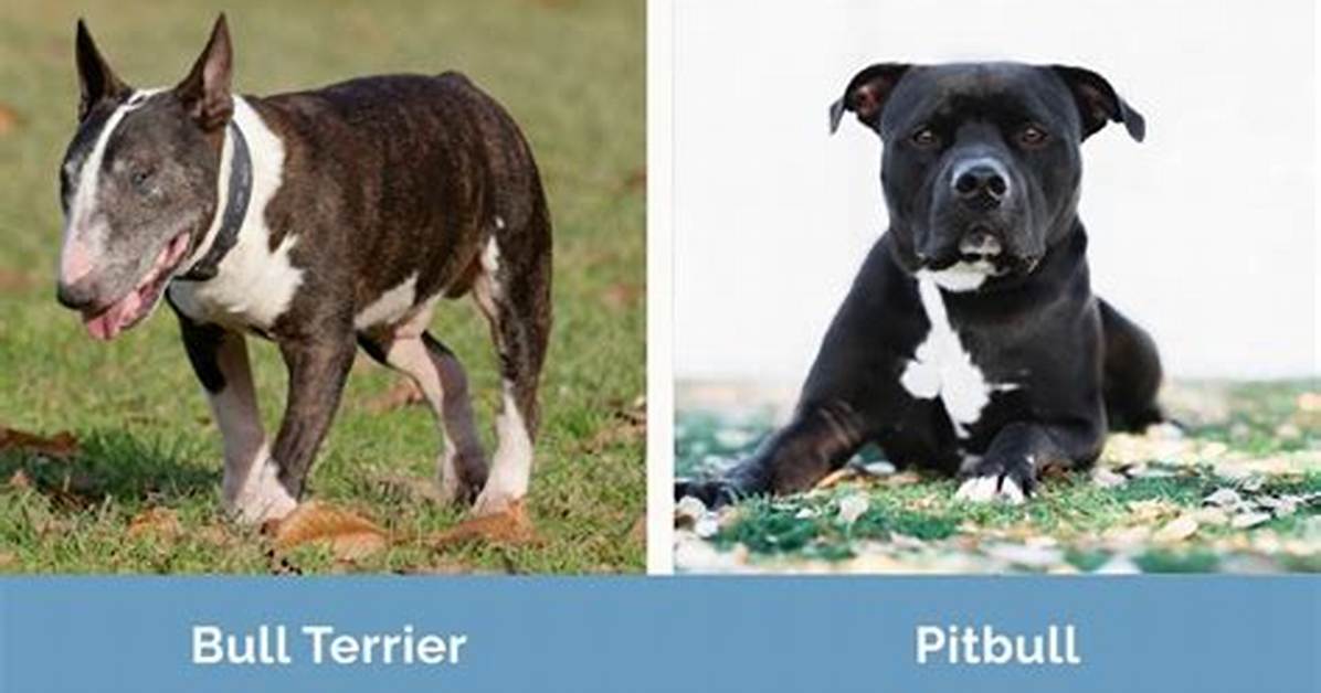 Bull Terrier vs Pitbull Puppies Key Physical Differences Growth Stages And