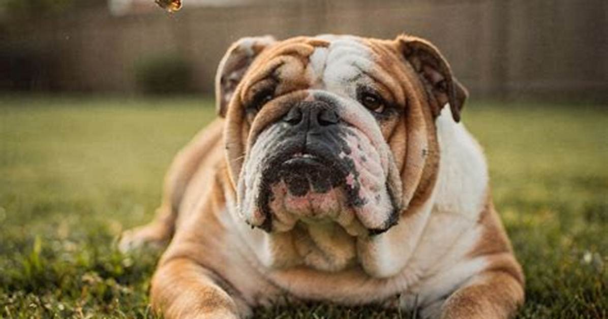 Bulldog and Company Under the Lens Real Unboxings Material Tests And