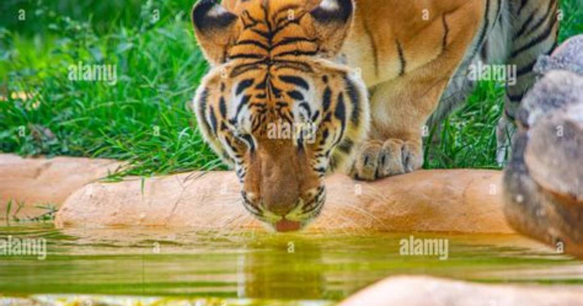 Cali Tiger 6 Month