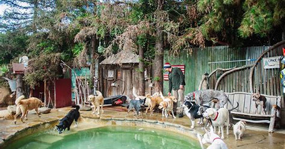 Camp Canine Santa Barbara Timeline from Pool Tragedy to Protests And
