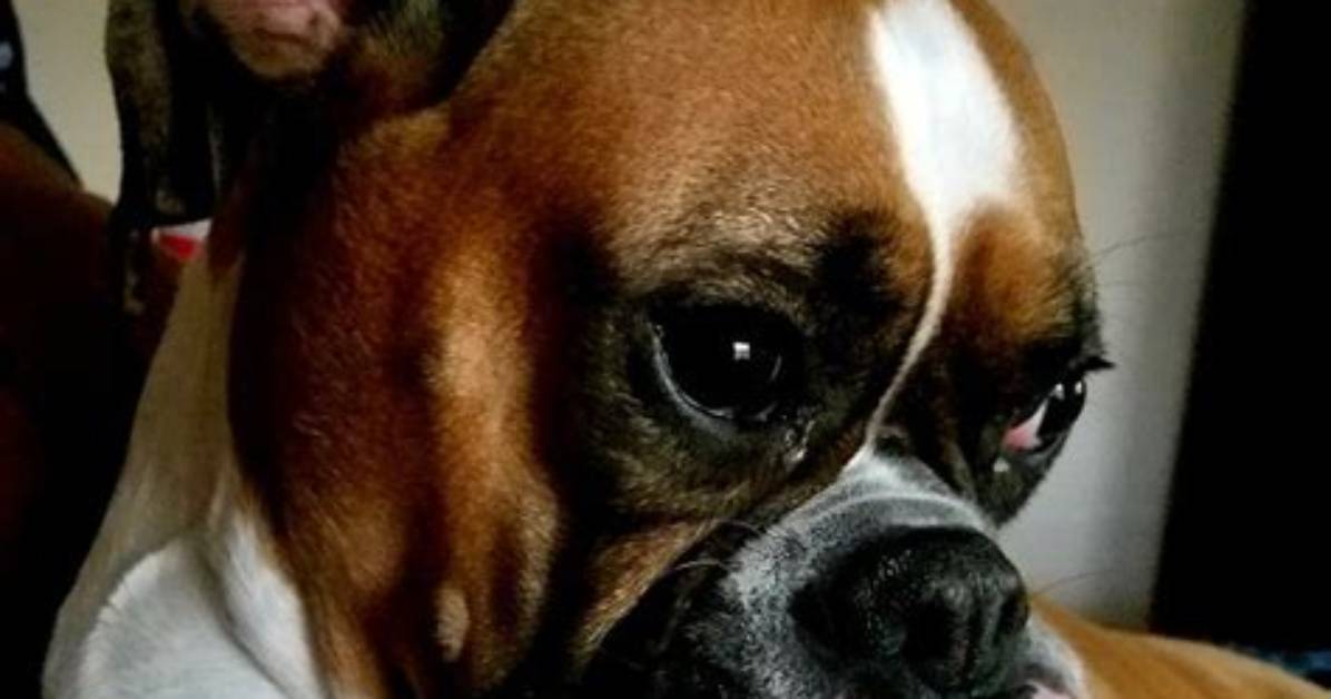 Can a Boxer Dog Have Down Syndrome the Truth Behind Viral Pet