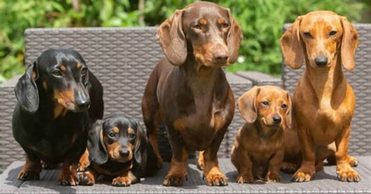 Can Dachshunds Really Reach 18 the Hidden Longevity Secrets Behind Viral