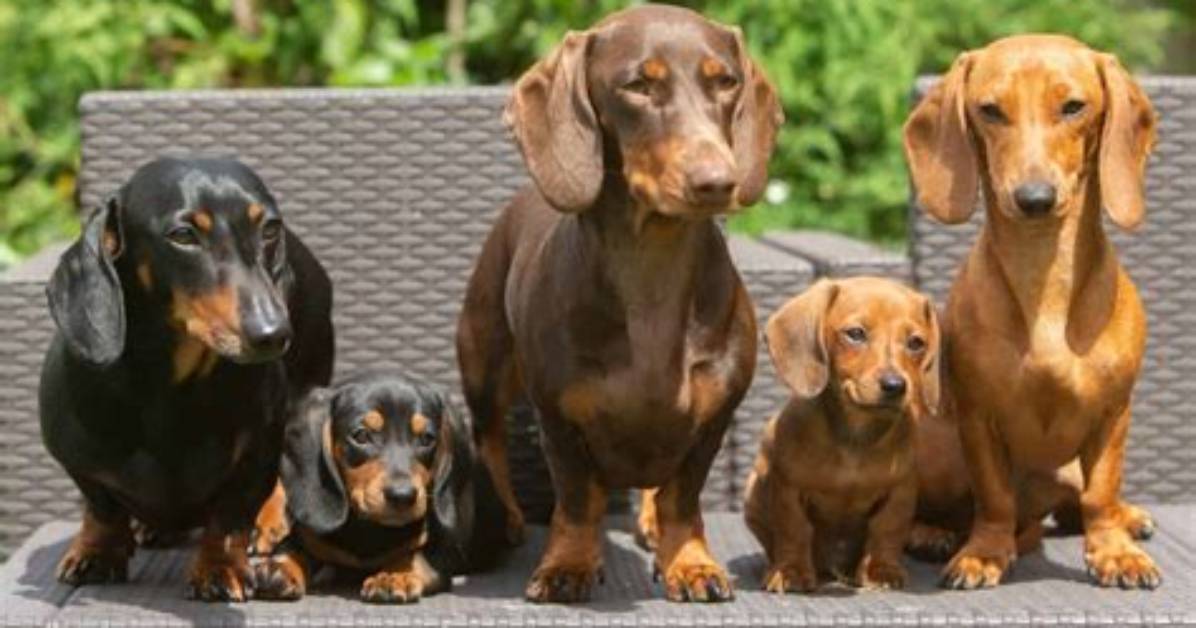 Can Dachshunds Really Reach 18 The