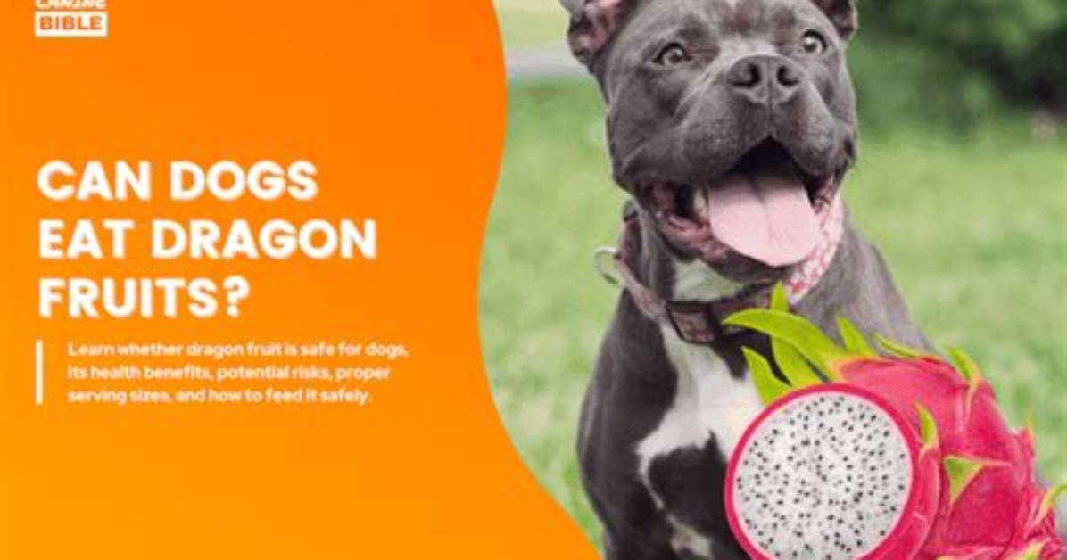 Can Dogs Eat Dragon Fruit Complete Guide to Safe Servings And