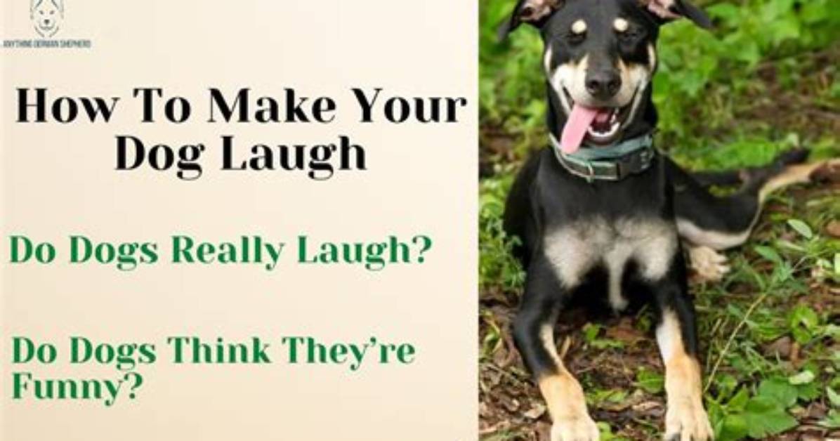 Can Dogs Really Laugh the Scientific Truth Behind Viral Pet
