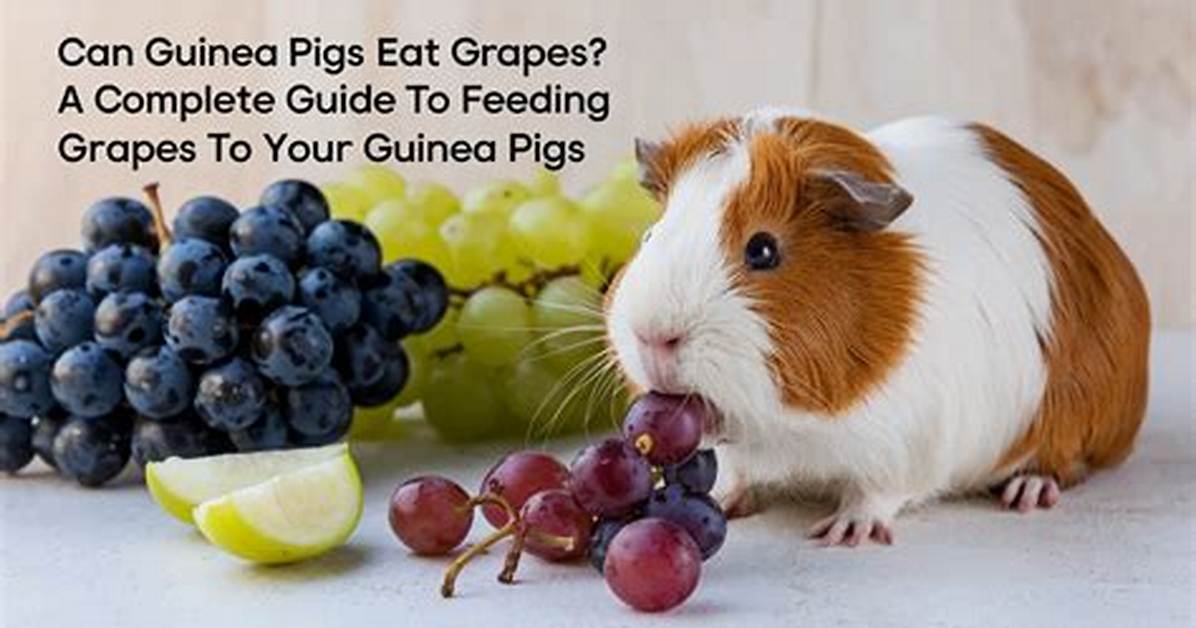 Can Guinea Pigs Eat Grapes Portion Size Guide and Safe