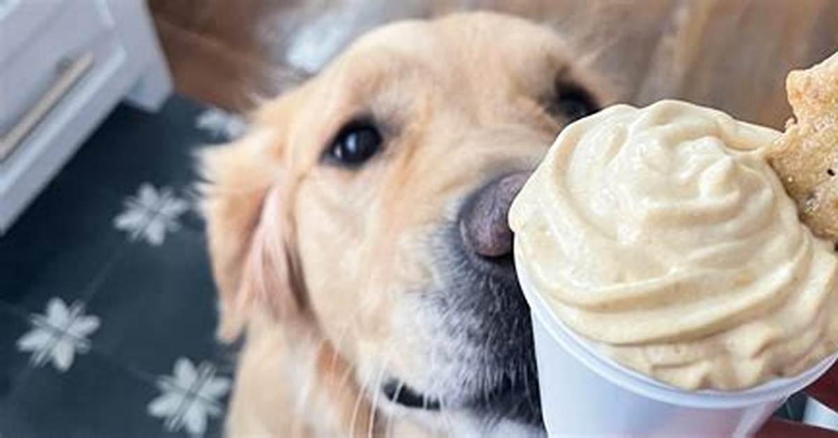 Can You Really Get a Pup Cup at Maccas the Drive Thru