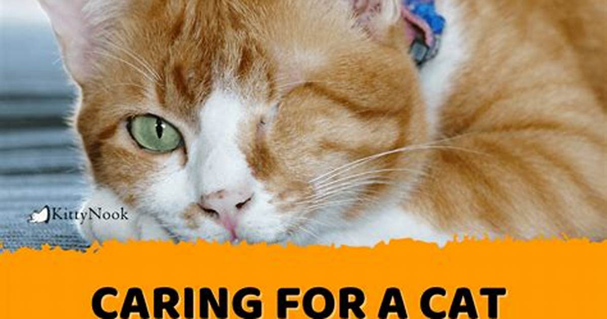 Caring for a Special Needs Cat Practical Tips Veterinary Care And