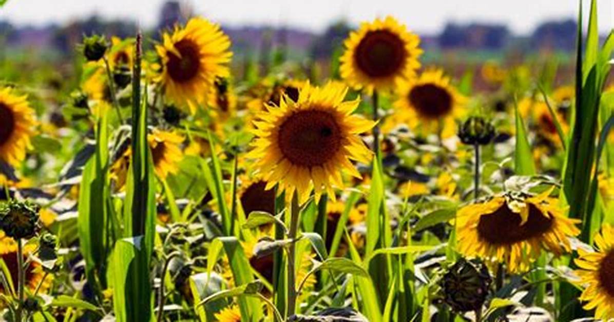 Catoosa Sunflower Farm Season Update Bloom Schedule and How To