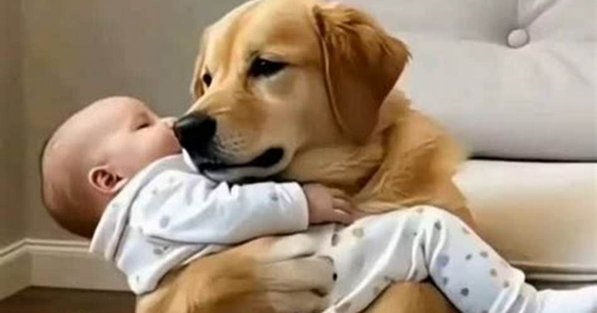 Caught on Camera Golden Retriever Gently Carries Wild Baby