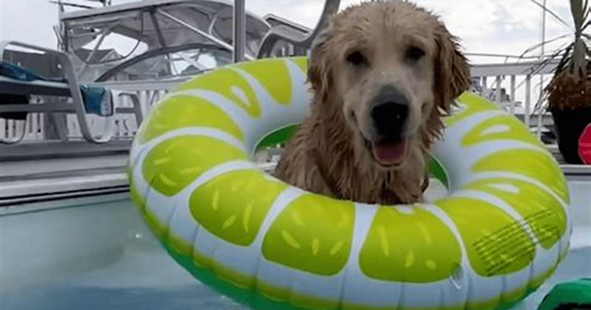 Caught on Camera Golden Retriever