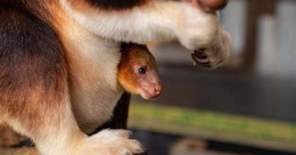 Chester Zoo S Rare Tree Kangaroo Birth Puts Pouch Life Back in The