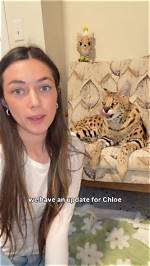 Chloe Amau Viral Trend Fact-Check: Real Creator Footage or Algorithmic Clickbait?