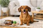 Complete Dachshund Temperament Guide: Living with a Big Dog in a Tiny Body