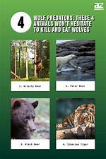 Complete Guide to Wolf Predators: What Animals Kill and Eat Wolves?