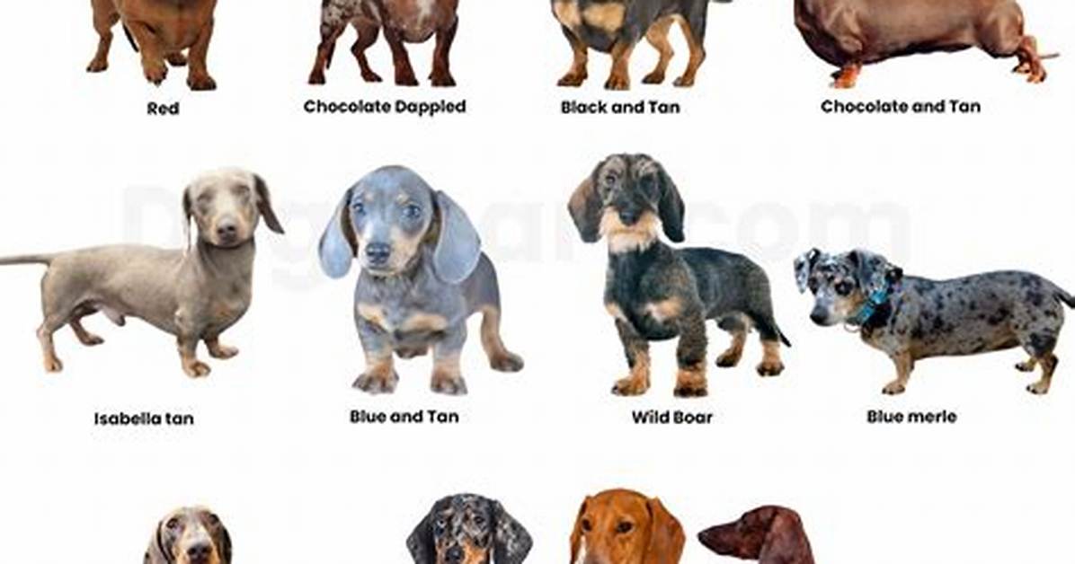Complete Miniature Dapple Dachshund Guide Colors Care Temperament And