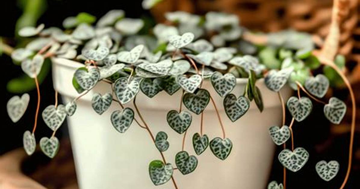 Complete String of Hearts Care Guide Light Water Soil And