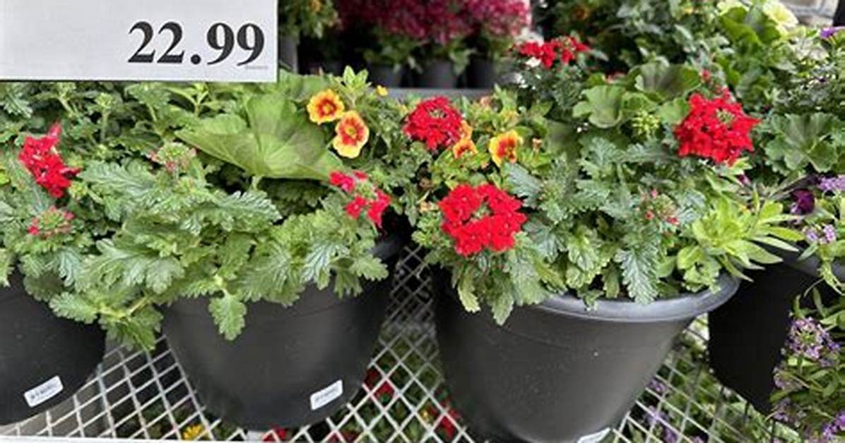 Costco Flowers and Garden Alerts What Members Must Know Before