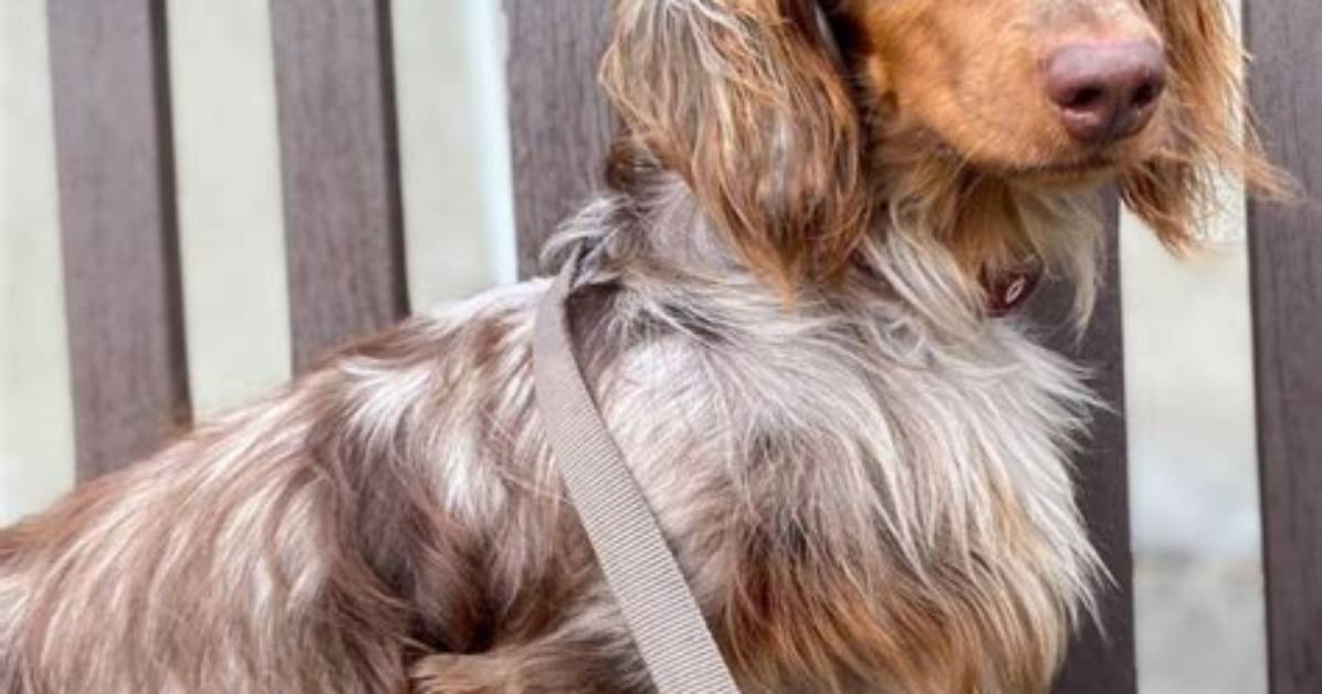 Dachshund Breeds Ranked How Mini Longhairs Compare to Other Short