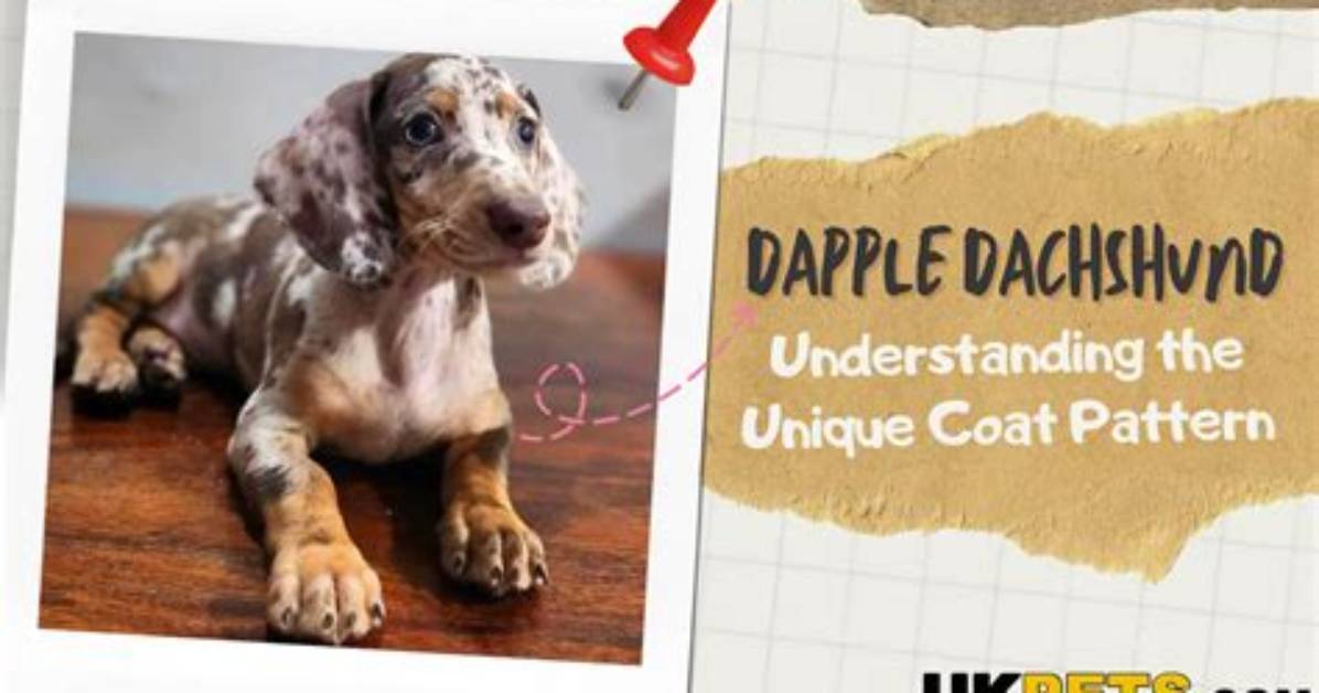 Dapple Dachshund Complete Care Guide Costs Genetics Grooming And