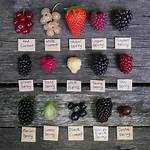 Debunking the 'Dingleberry Fruit': Visual Evidence and Botanical Facts