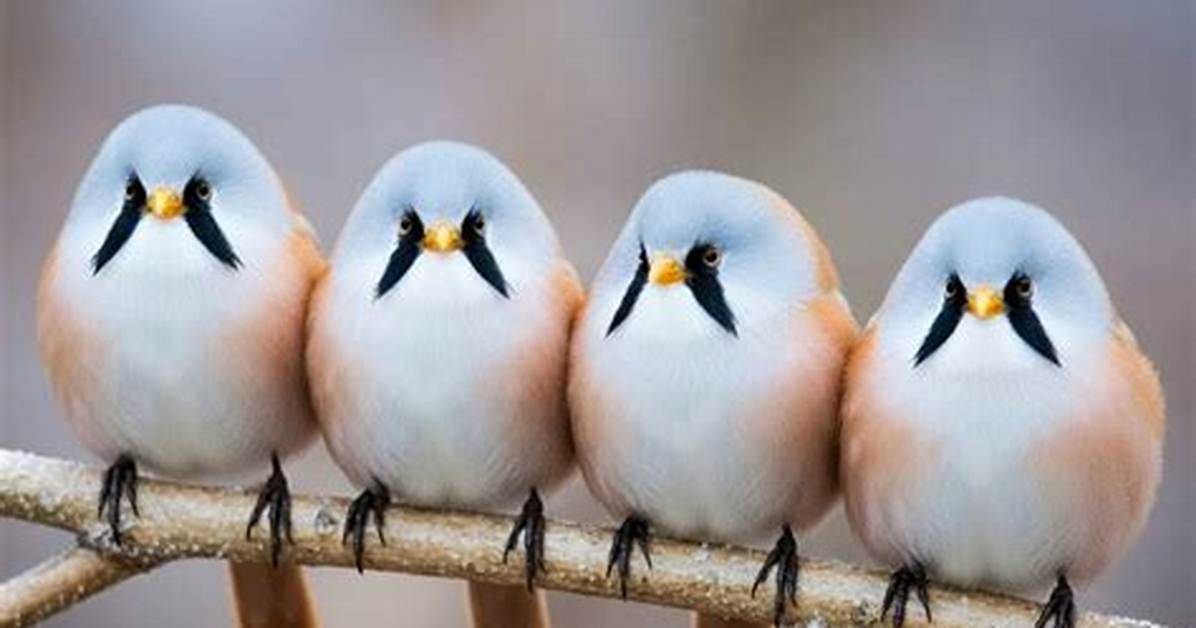 Decoding Bird Synchronicity What Chattering Flocks in Your Yard