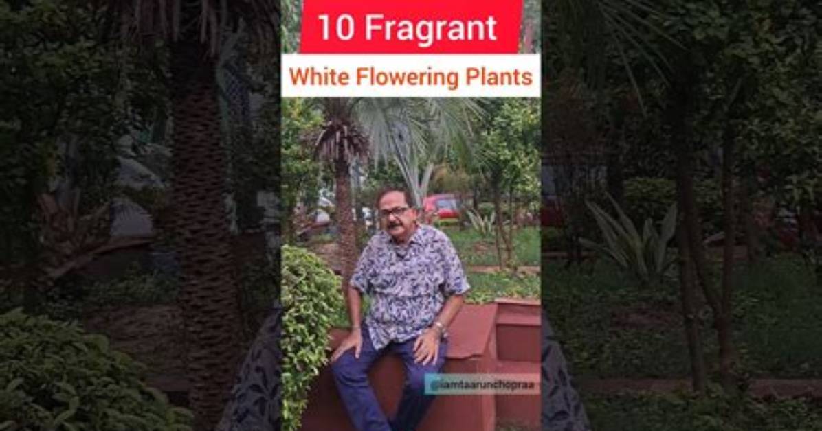 Designing a Moonlit Sanctuary Top Fragrant White Flowers That Bloom At