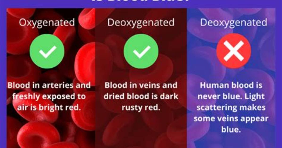 Does Blood Turn Red in the Air the Complete Science Guide to Blood Color And
